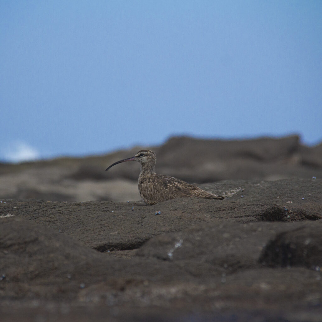 Nombre Común: Zarapito / Nombre Científico: Numenius phaeopus /
Lugar: Ex Isla Alacrán /
Fotógrafo: Valentino Formía