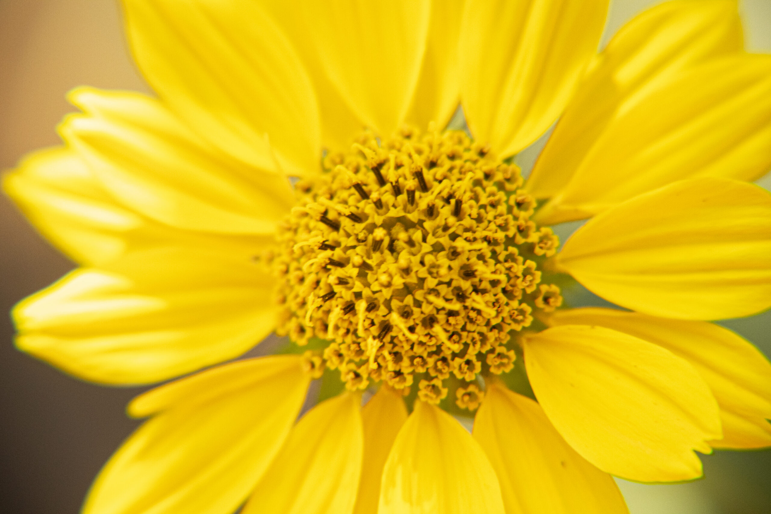 Título: Girasolsito /
Nombre Común: Girasoilillo /
Nombre Científico: Verbesina encelioides /
Lugar: Valle De Azapa /
Fotógrafo: Valentino Formía