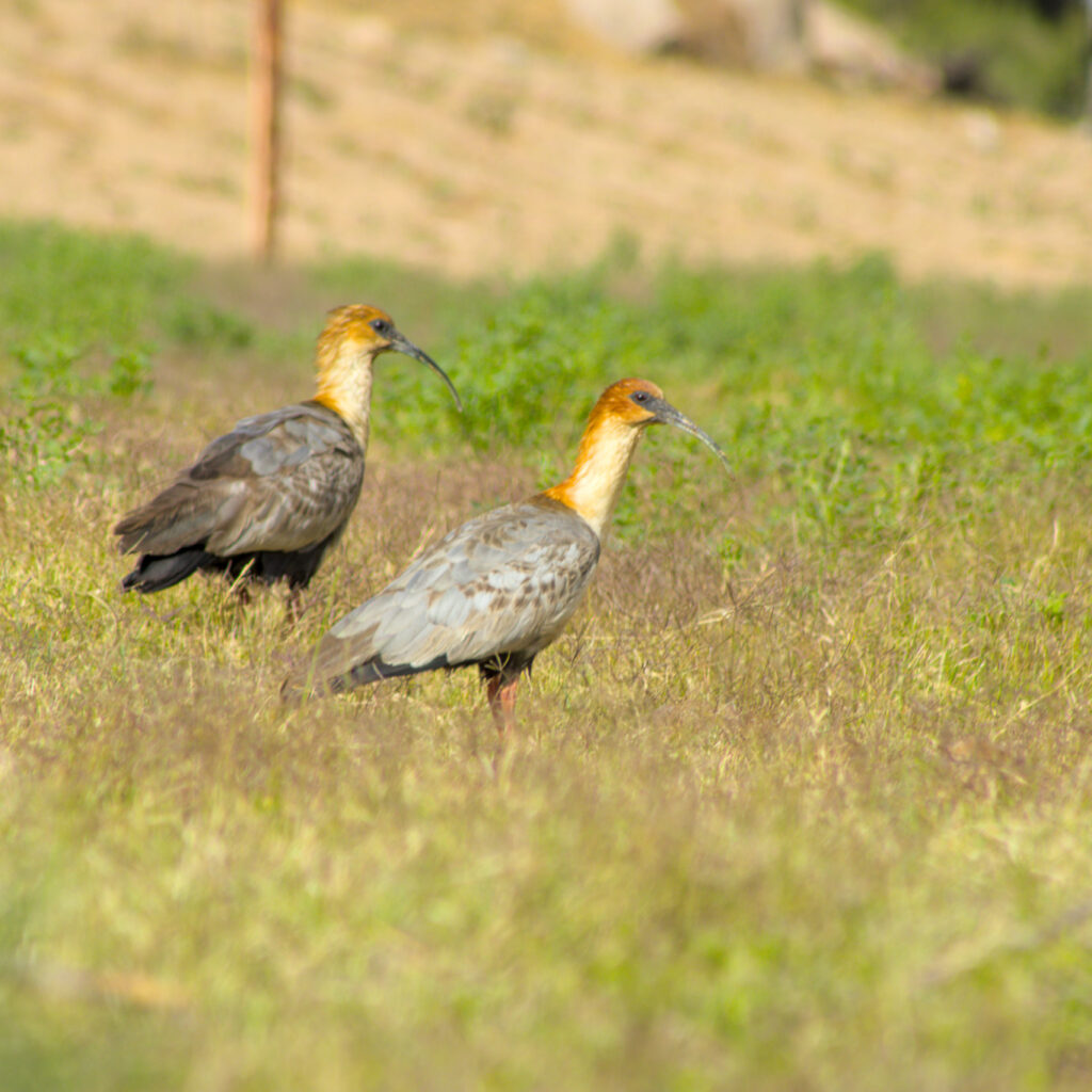 Nombre Común: Bandurria /
Nombre Científico: Theristicus melanopis / Lugar: Valle de Lluta /
Fotógrafo: Valentino Formía