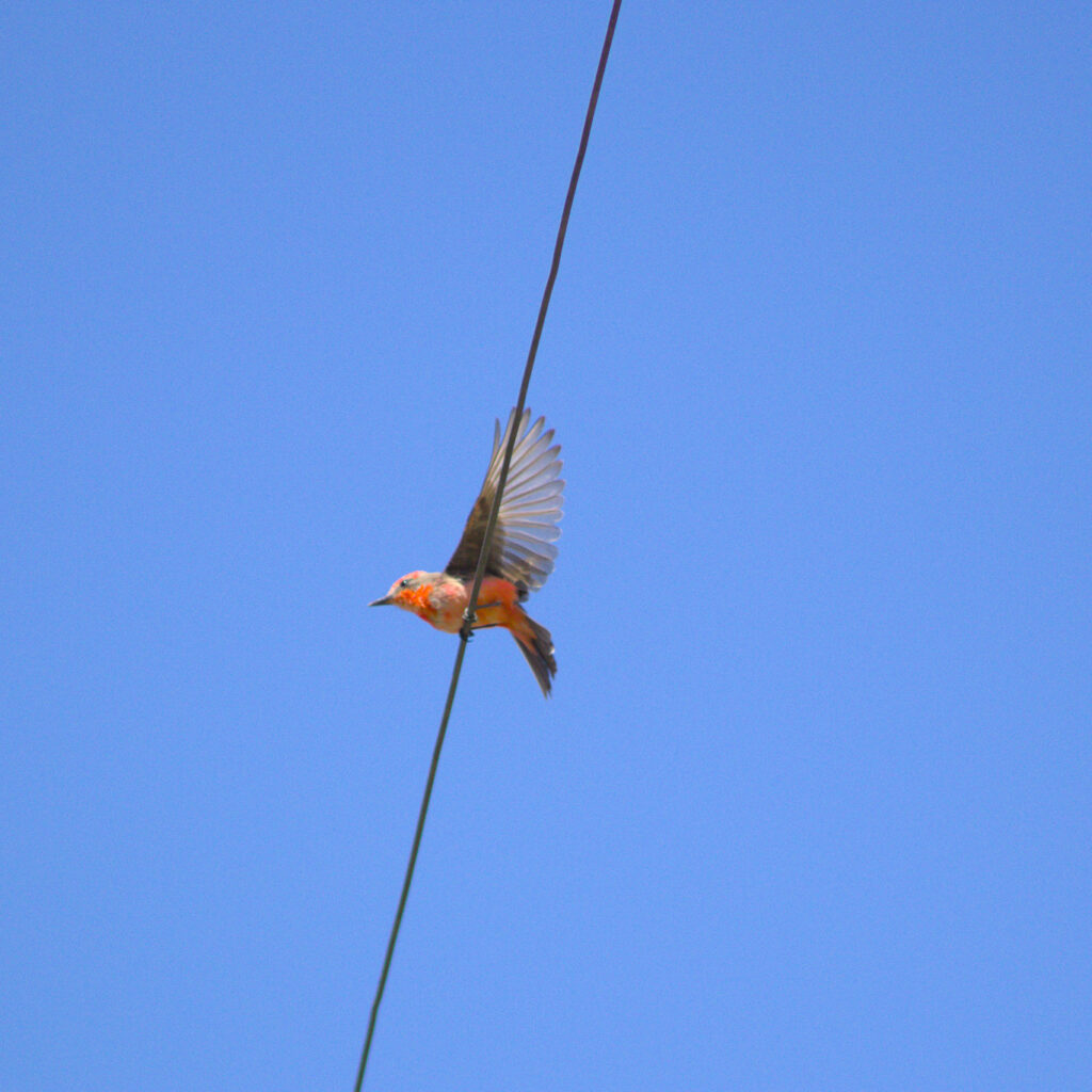 Nombre Común: Sacaturreal / Nombre Científico: Pyrocephalus rubinus / Lugar: Valle De Lluta / Fotógrafo: Valentino Formía