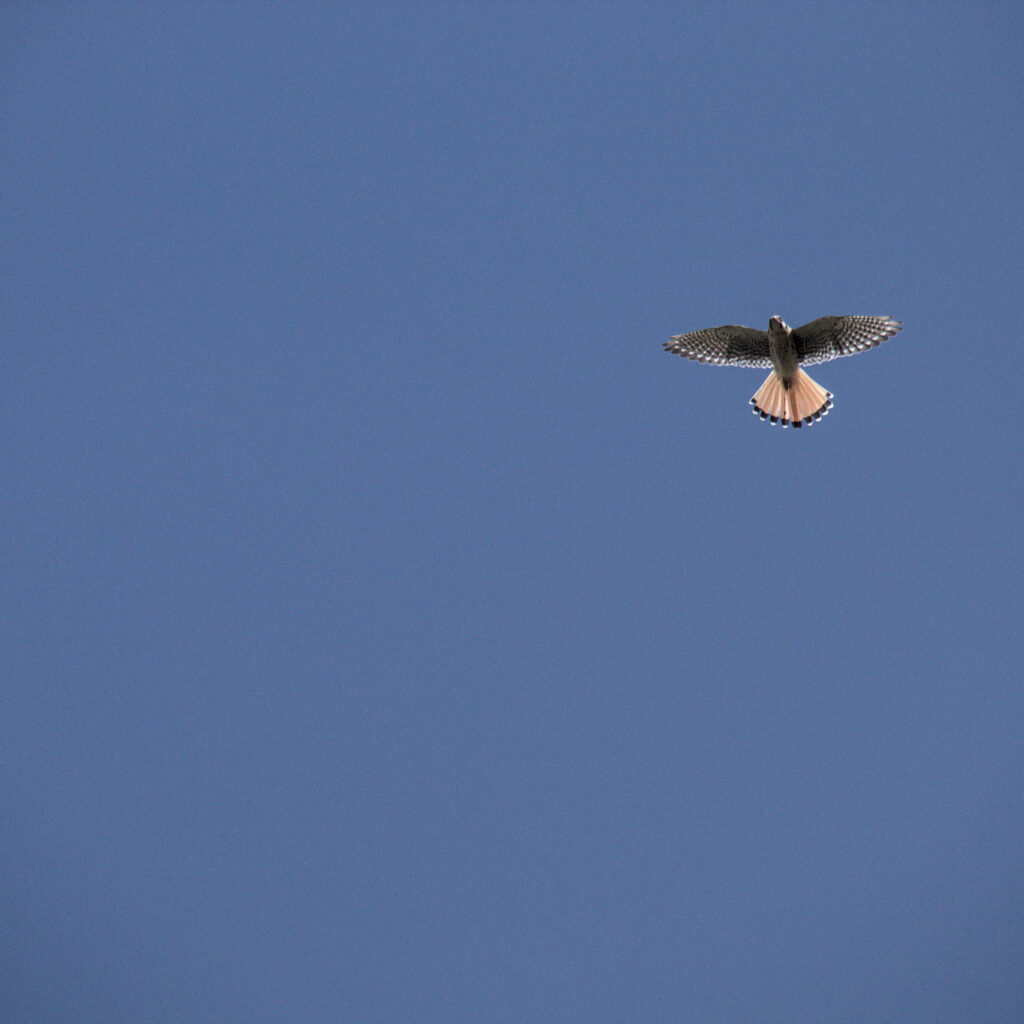 Nombre Común: Cernícalo / Nombre Científico: Falco sparverius / Lugar: Valle de Lluta / Fotógrafo: Shelsyn Gonzales