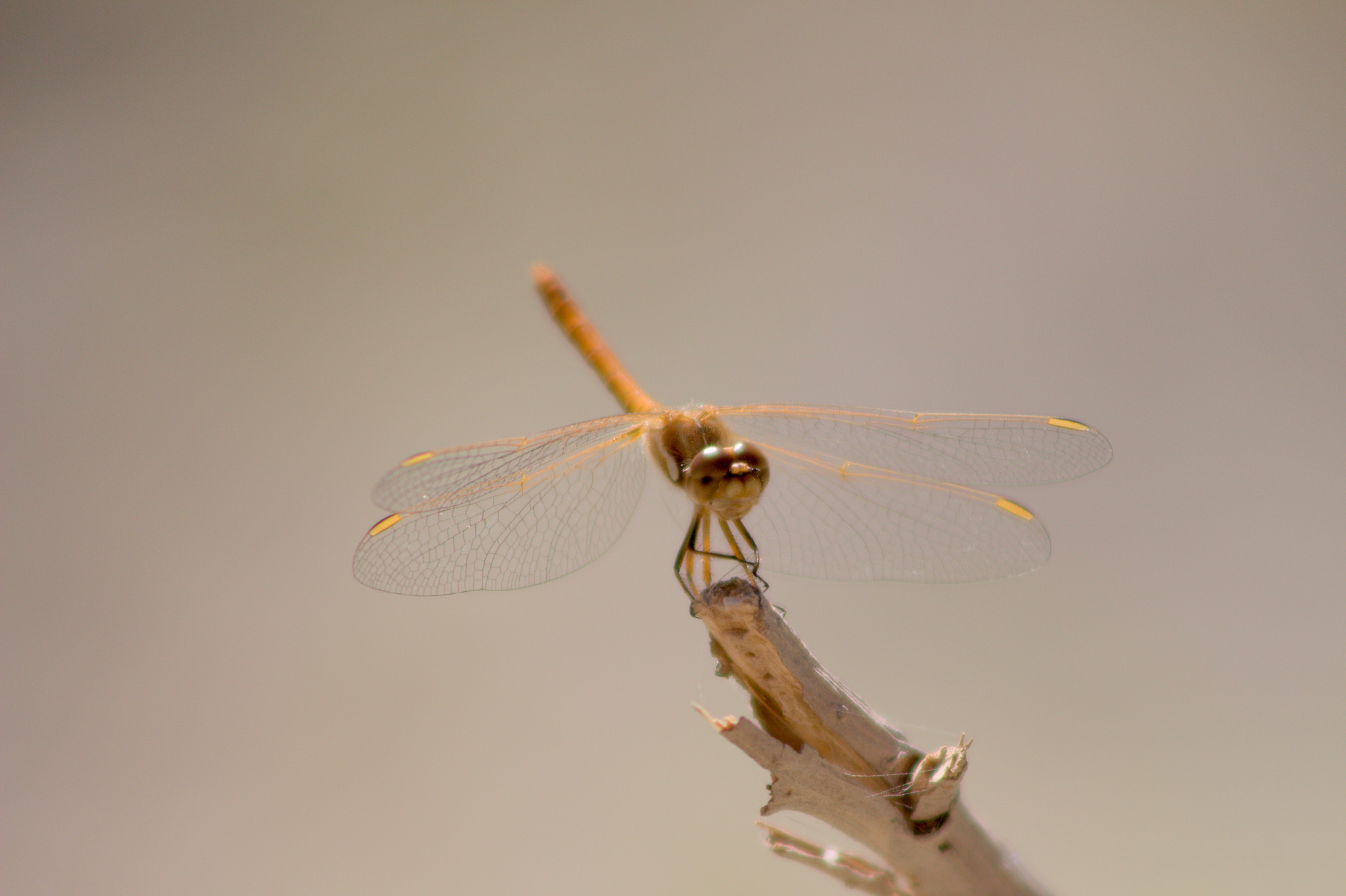 Nombre común: Libélula (hembra) / Familia: Libellulidae / Género: Sympetrum / Lugar: Sector Chamarcusiña, Valle de Azapa / Fotógrafo: Matías Miralles