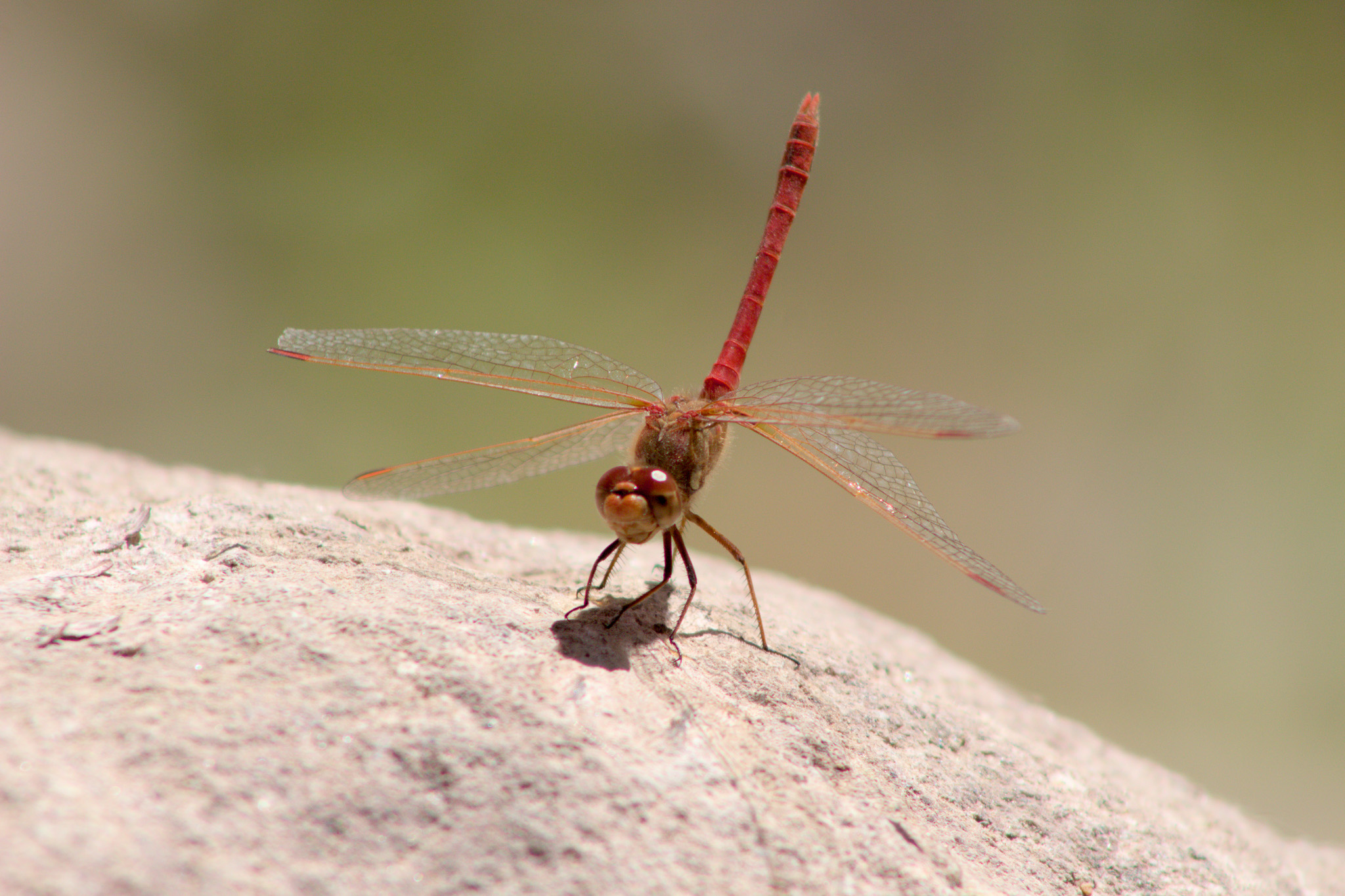 Nombre común: Libélula (macho) / Familia: Libellulidae / Género: Sympetrum / Lugar: Sector Chamarcusiña, Valle de Azapa / Fotógrafo: Matías Miralles