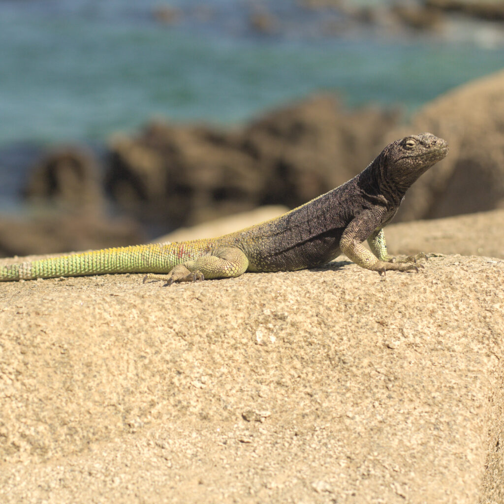 Título: Corredor de 4 bandas / 
Nombre Común: Corredor de cuatro bandas / 
Nombre Científico: Microlophus quadrivittatus / 
Lugar: Cuevas de Anzota / 
Fotógrafo: Valentino Formía