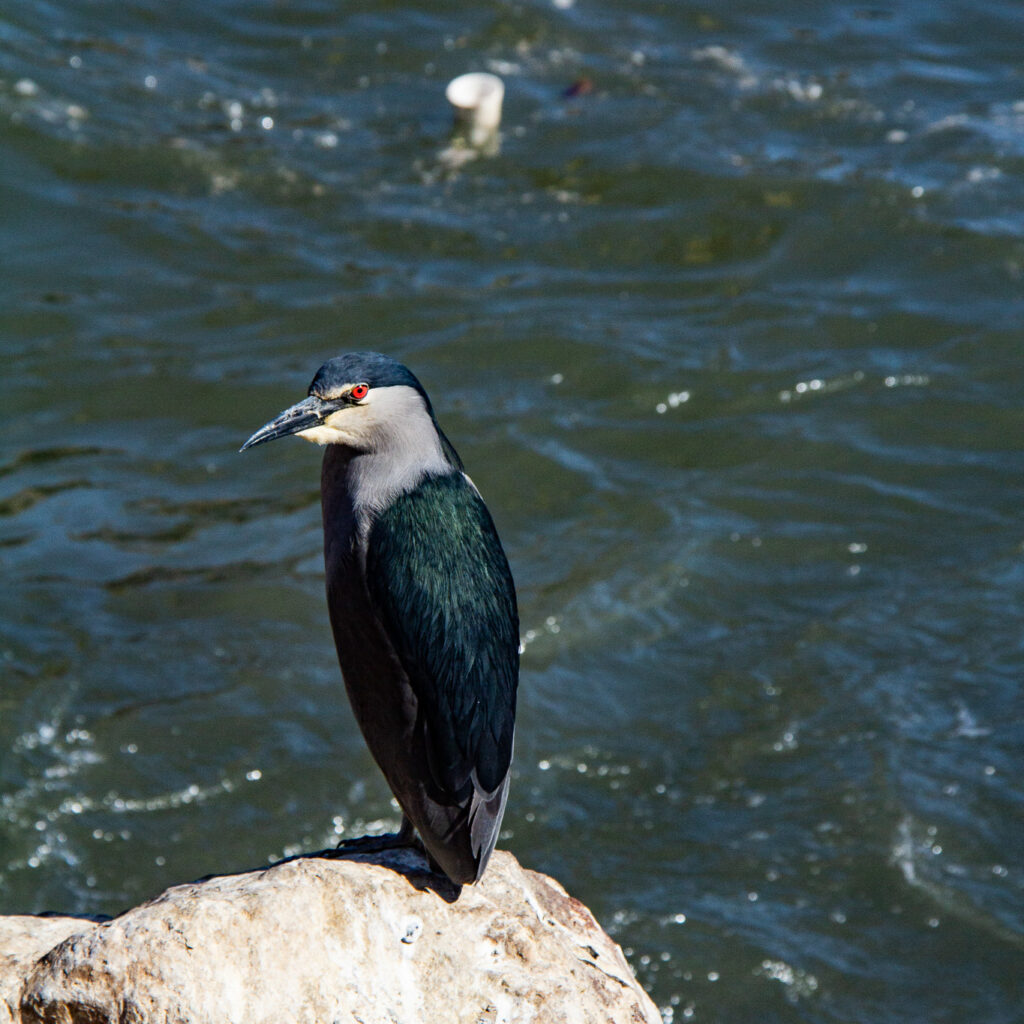 IMG_8661IMG_8661