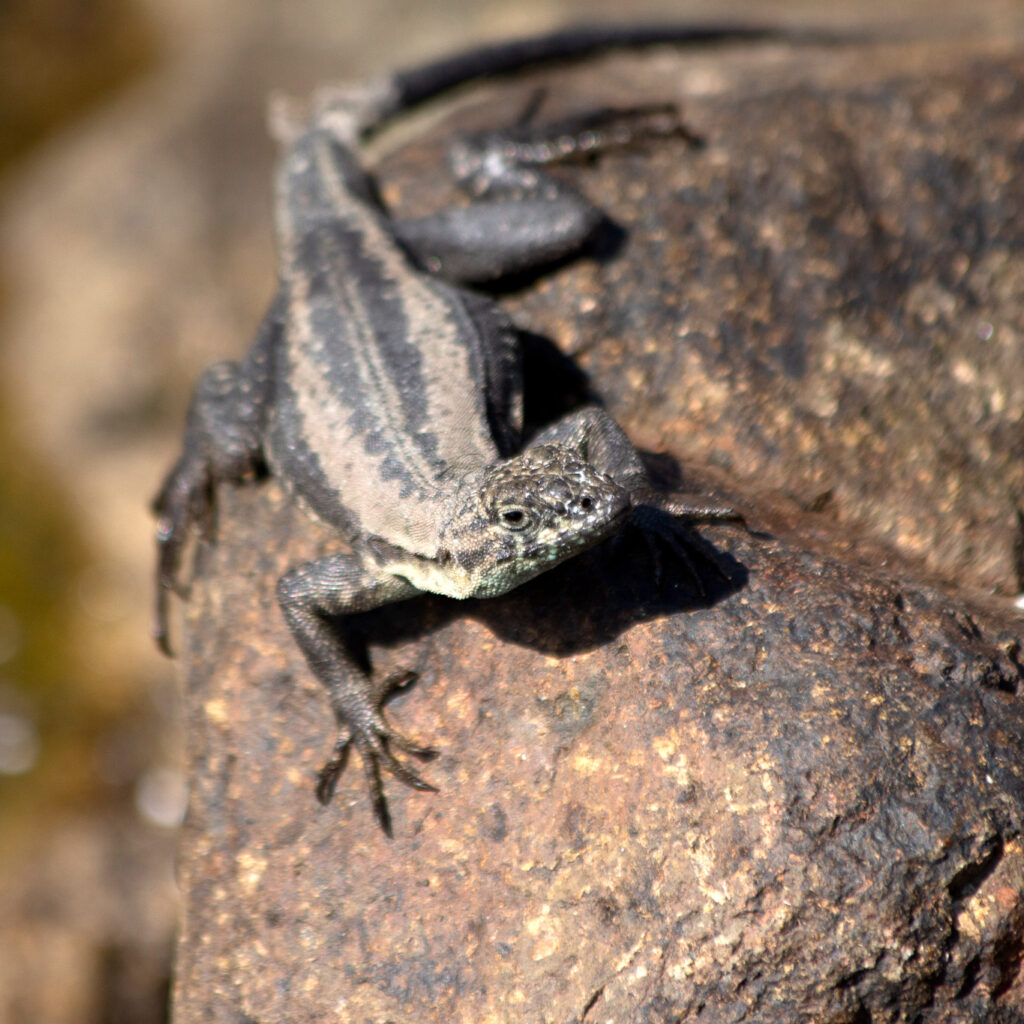 Nombre Común: Corredor de cuatro bandas / 
Nombre Científico: Microlophus quadrivittatus / 
Lugar: Playa Corazones / 
Fotógrafo: Matías Miralles