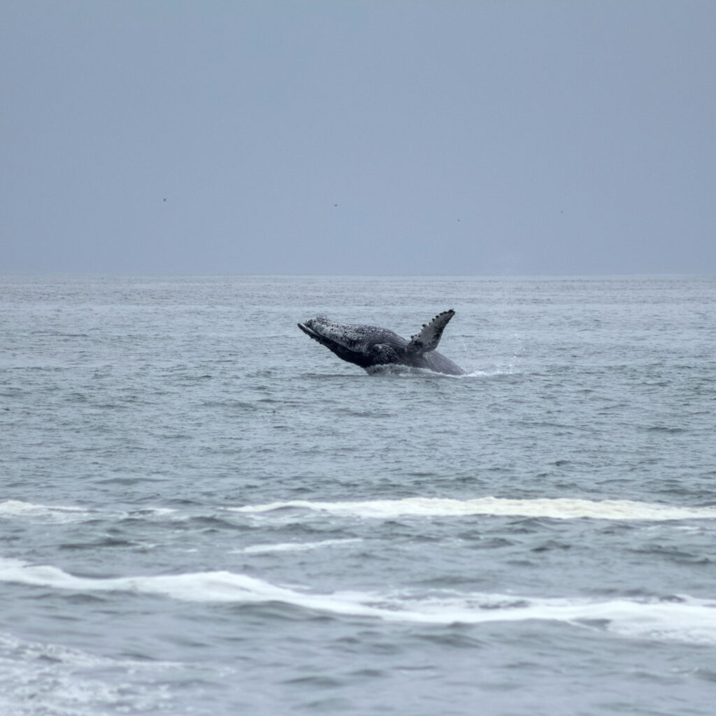 Nombre Común: Ballena jorobada /
Nombre Científico: Megaptera novaeangliae / Lugar: Ex isla del Alacrán /
Fotógrafo: Adolfo Niemann
