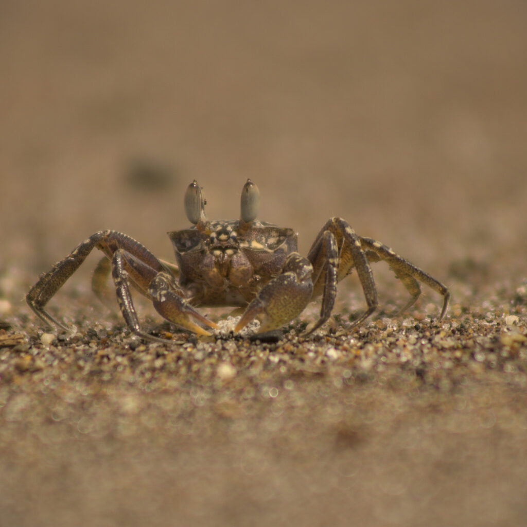 Nombre Común: Cangrejo Fantasma /
Nombre Científico: Ocypode gaudichaudii /
Lugar: Playa Las Machas /
Fotógrafo: Valentino Formía