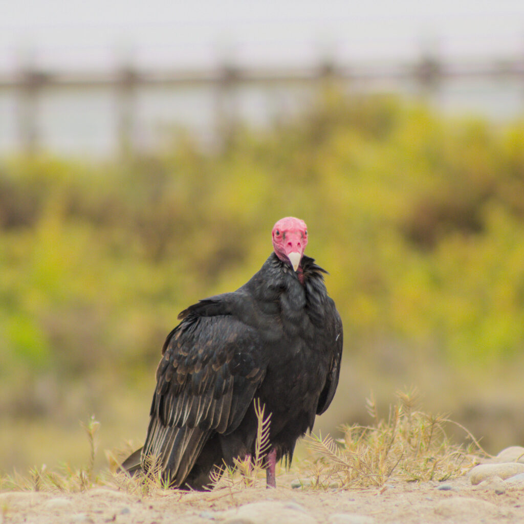 Nombre común: Jote de Cabeza Colorada / Nombre científico: Cathartes aura / Lugar: Humedal de Lluta / Fotógrafo: Valentino Formía