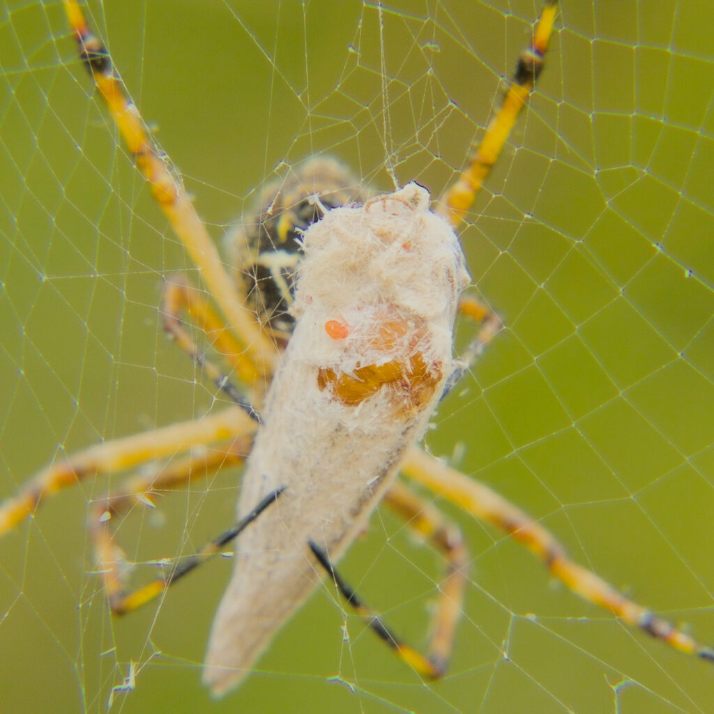 Título: Araña tigre / Nombre científico: Argiope trifasciata / Lugar: Humedal de Lluta /
Fotógrafa: Valentino Formía