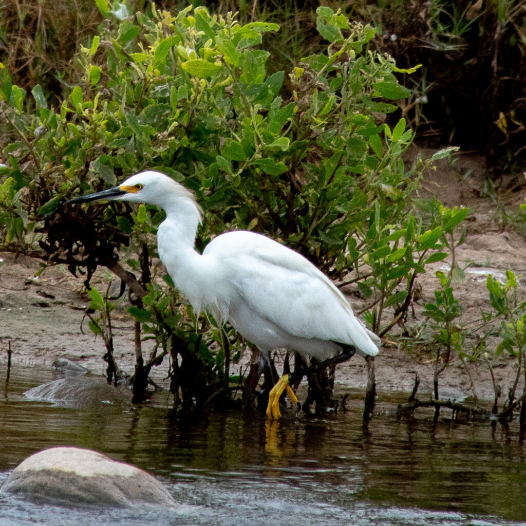 Nombre común: Garza chica / Nombre científico: Egretta thula / Lugar: Humedal de Lluta /
Fotógrafa: Shelsyn Gonzalez