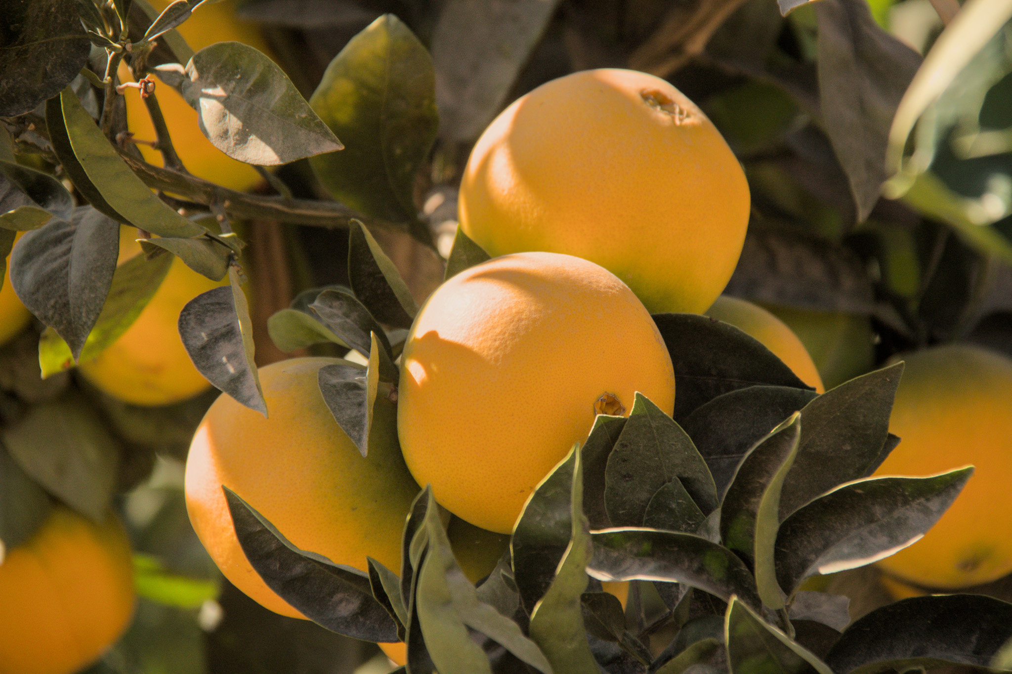 Nombre Común: Naranja / Nombre Científico: Citrus x sinensis /
Lugar: Valle De Azapa /
Fotógrafo: Valentino Formía