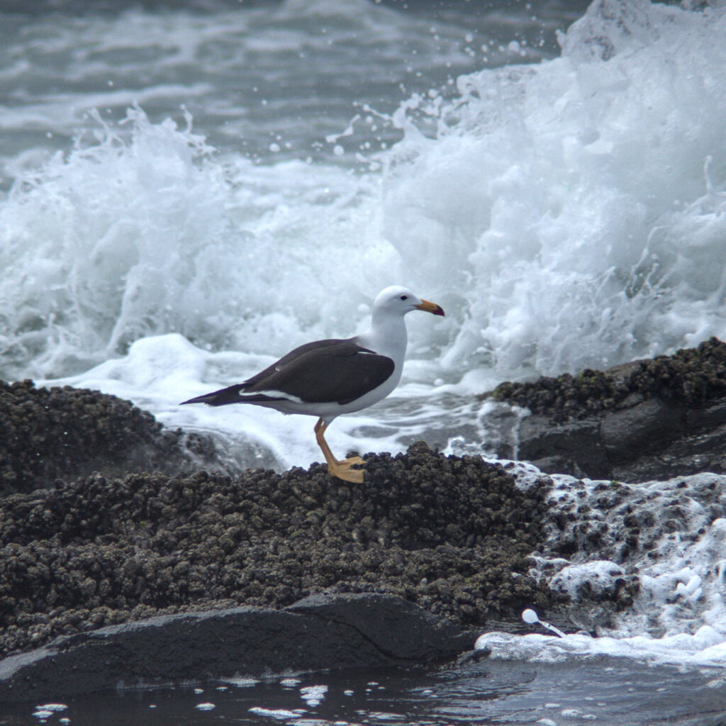 Nombre Común: Gaviota Peruana /
Nombre Científico: Larus belcheri /
Lugar: Ex isla el alacrán /
Fotógrafo: Valentino Formía
