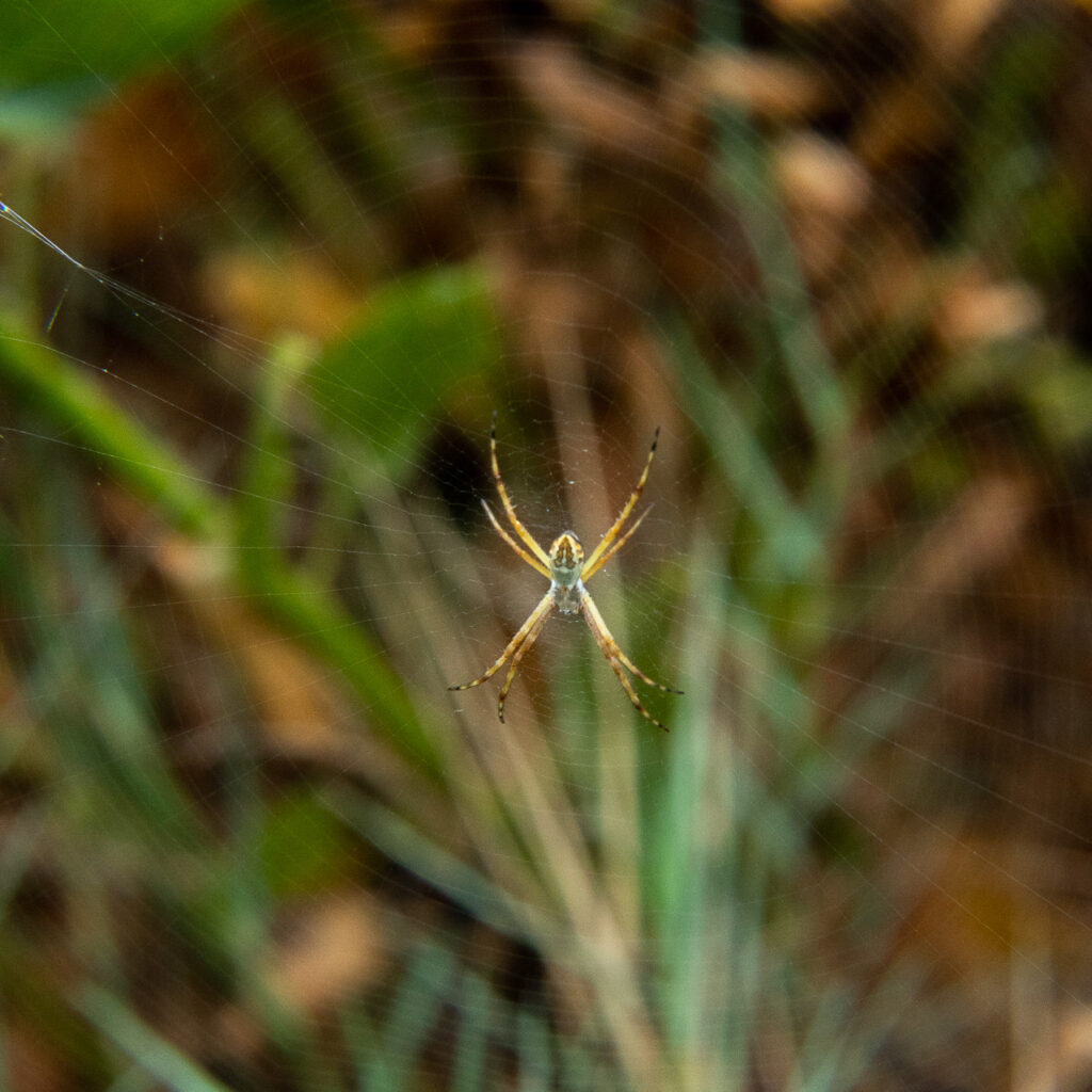 Título: Araña tigre / Nombre científico: Argiope trifasciata / Lugar: Humedal de Lluta /
Fotógrafa: Shelsyn Gonzalez