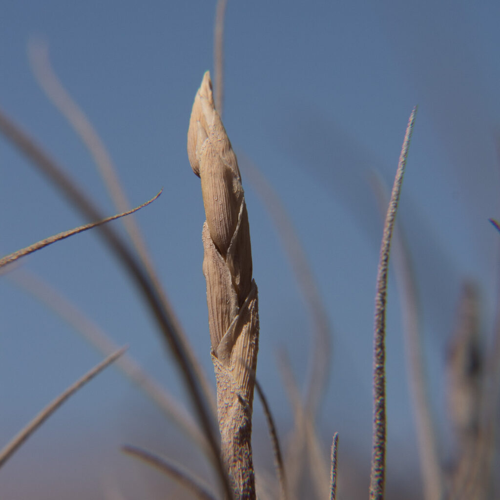 Nombre Común: Calanchuca /
Nombre Científico: Tillandsia landbeckii /
Lugar: Calanchucal /
Fotógrafo: Shelsyn Gonzales
