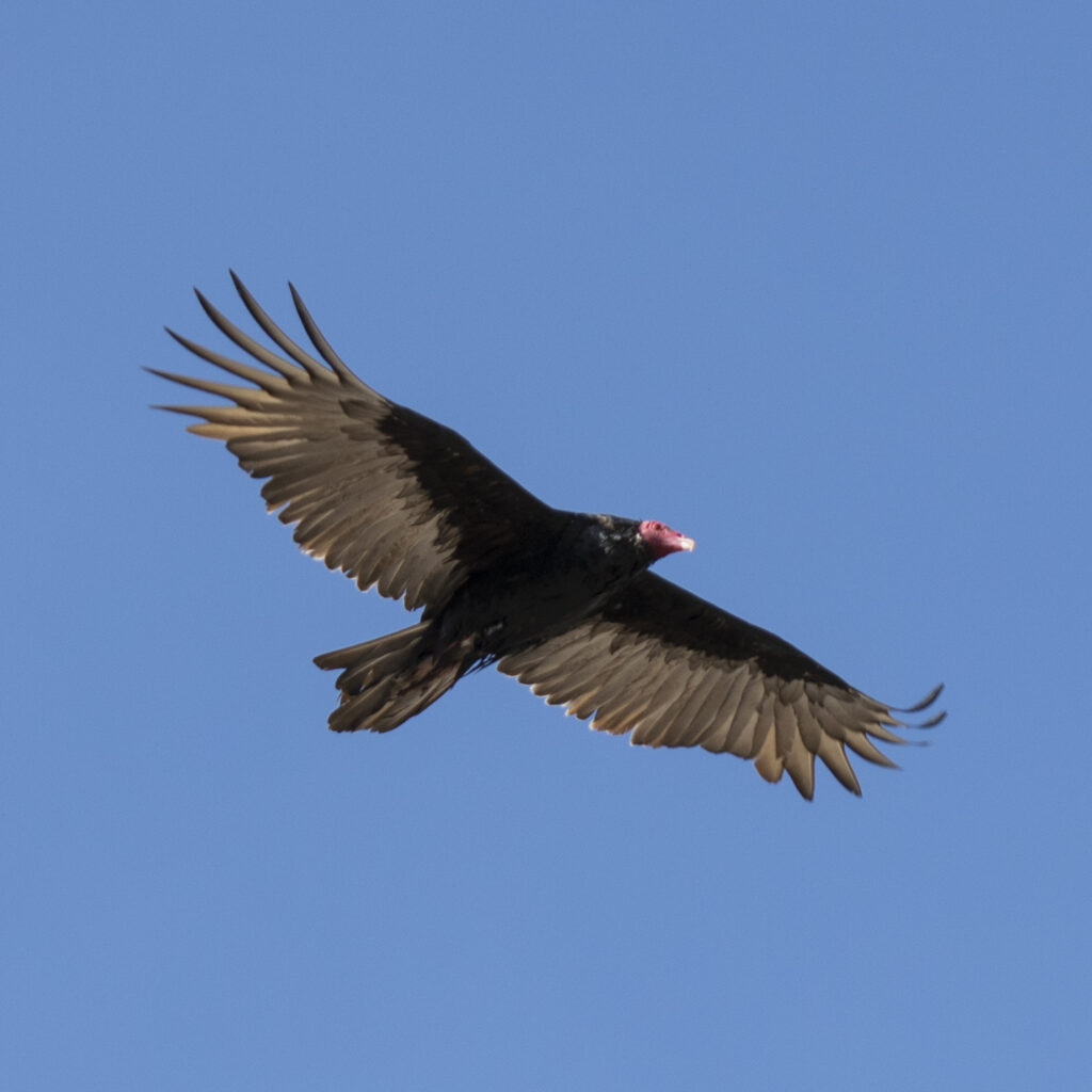 Nombre común: Jote de Cabeza Colorada / Nombre científico: Cathartes aura / Lugar: Humedal de Lluta / Fotógrafo: Luciano Torres
