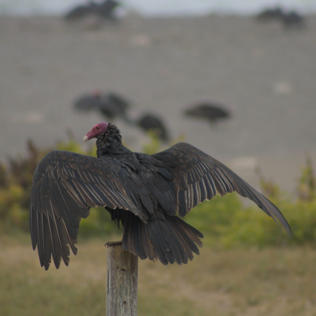 Nombre común: Jote de Cabeza Colorada / Nombre científico: Cathartes aura / Lugar: Humedal de Lluta / Fotógrafo: Valentino Formía